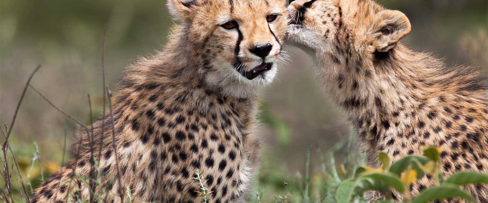 Cheetah cub with mother in serengeti national park