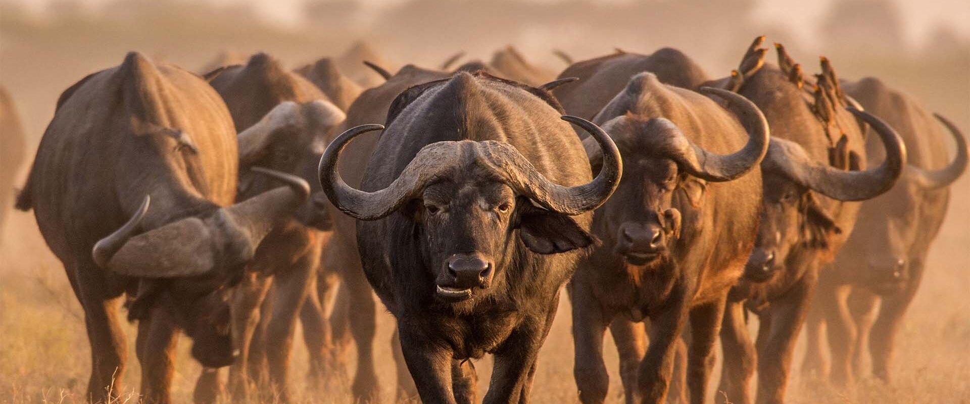 herd of wildebeest