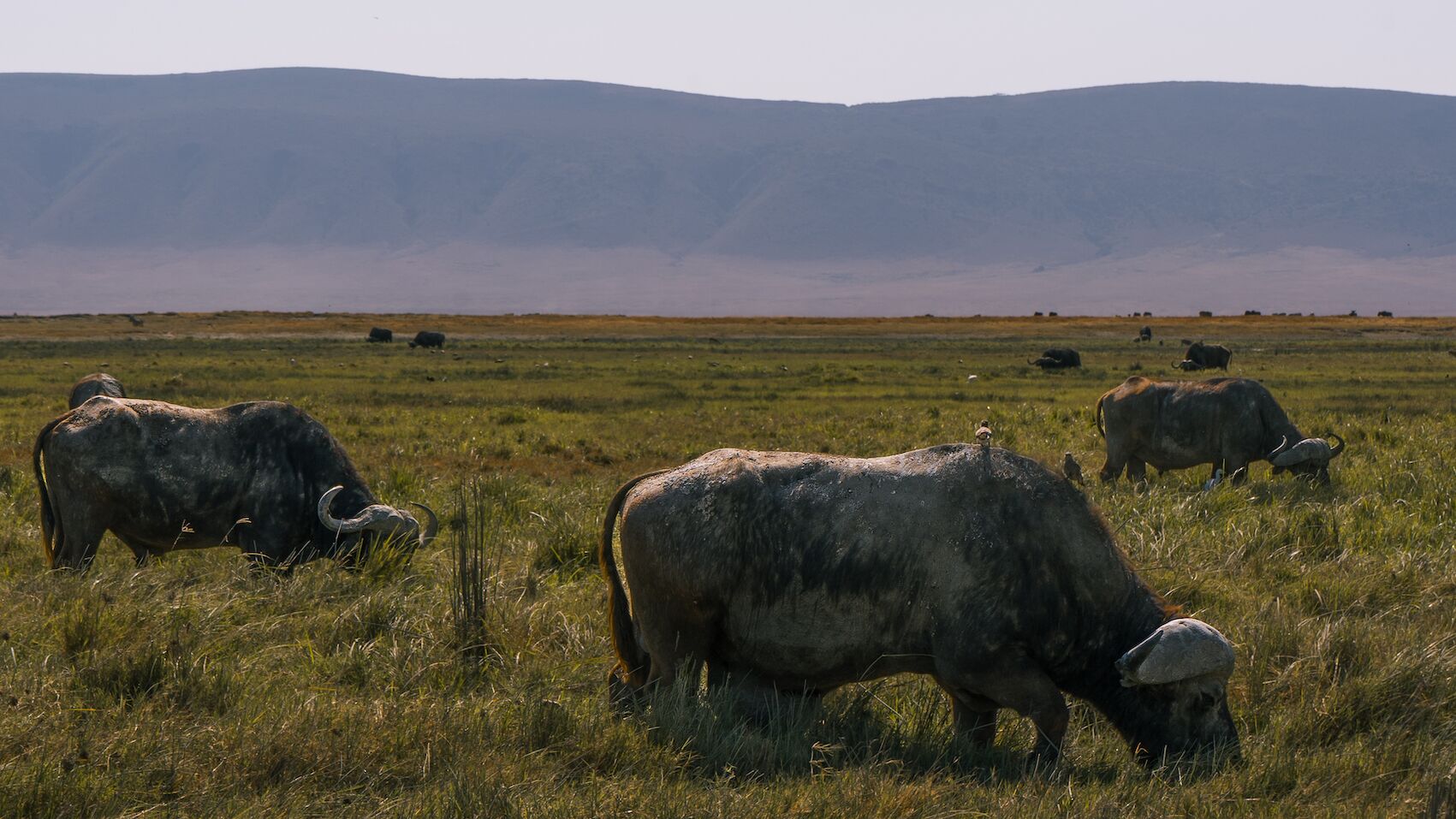 Ngorongoro Crater - luxury style!