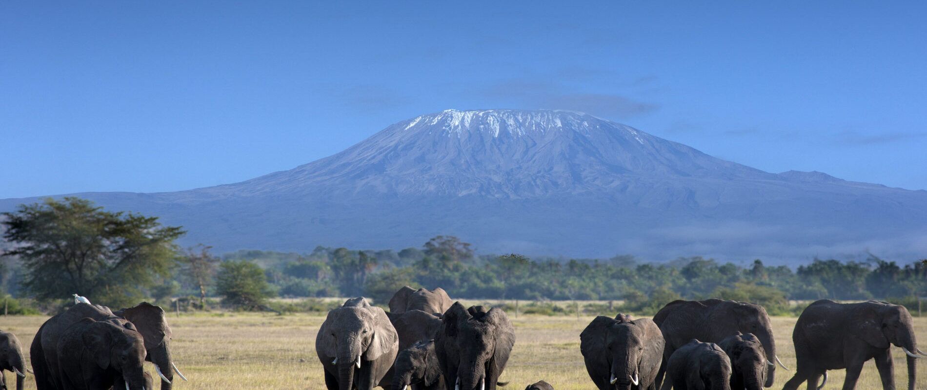 A herd of elephants in Tanzania with Mount Kilimanjaro in the background
