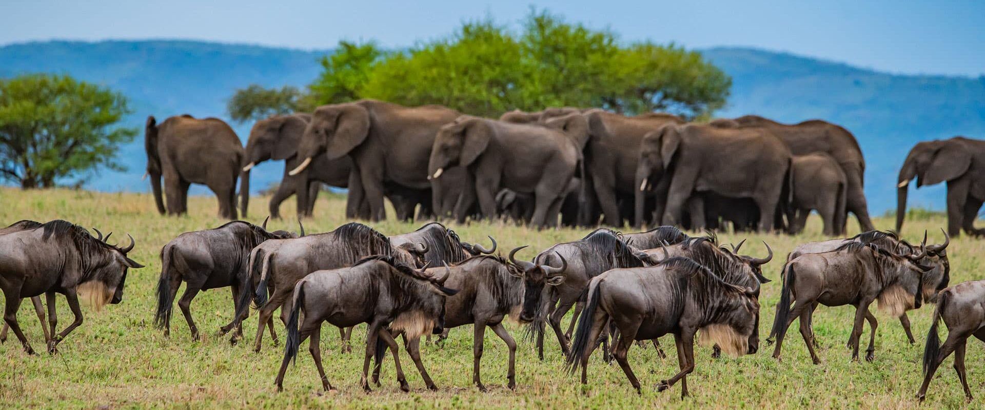 A herd of wildbeest and in front of a group of elephants on grass plains in Tanzania