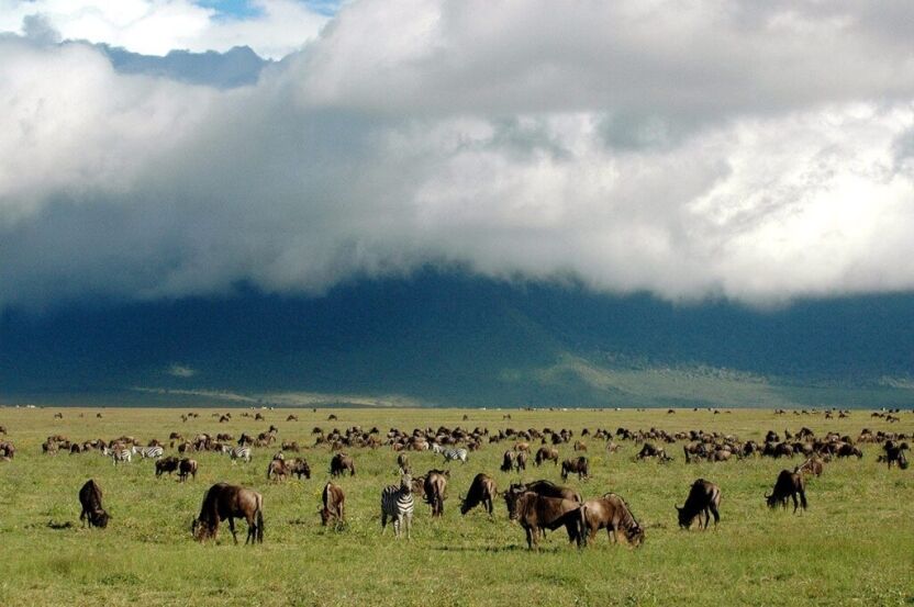 A herd of wildebeest in the Ngorongoro Conservation Area in Tanzania