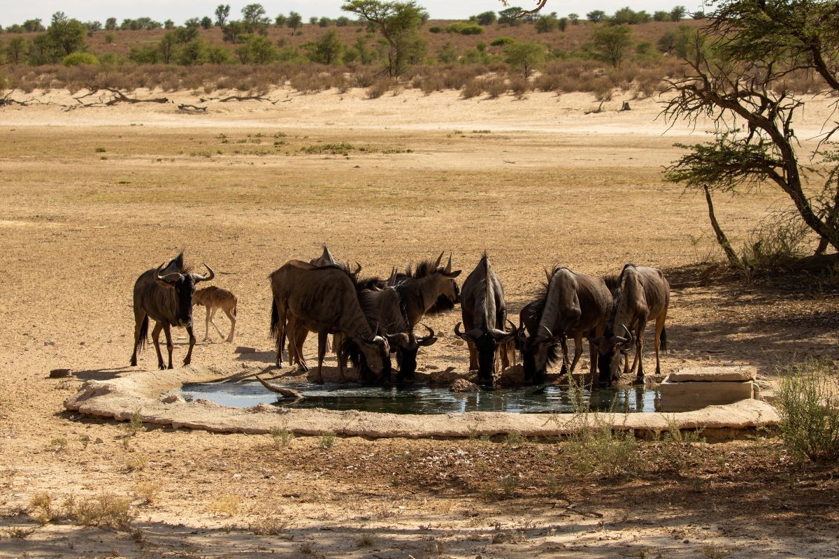 How Fast is a Wildebeest