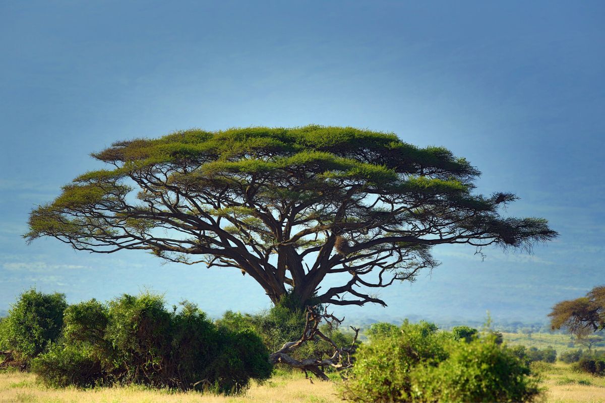 Common Trees You Might See On Your Safari in Tanzania