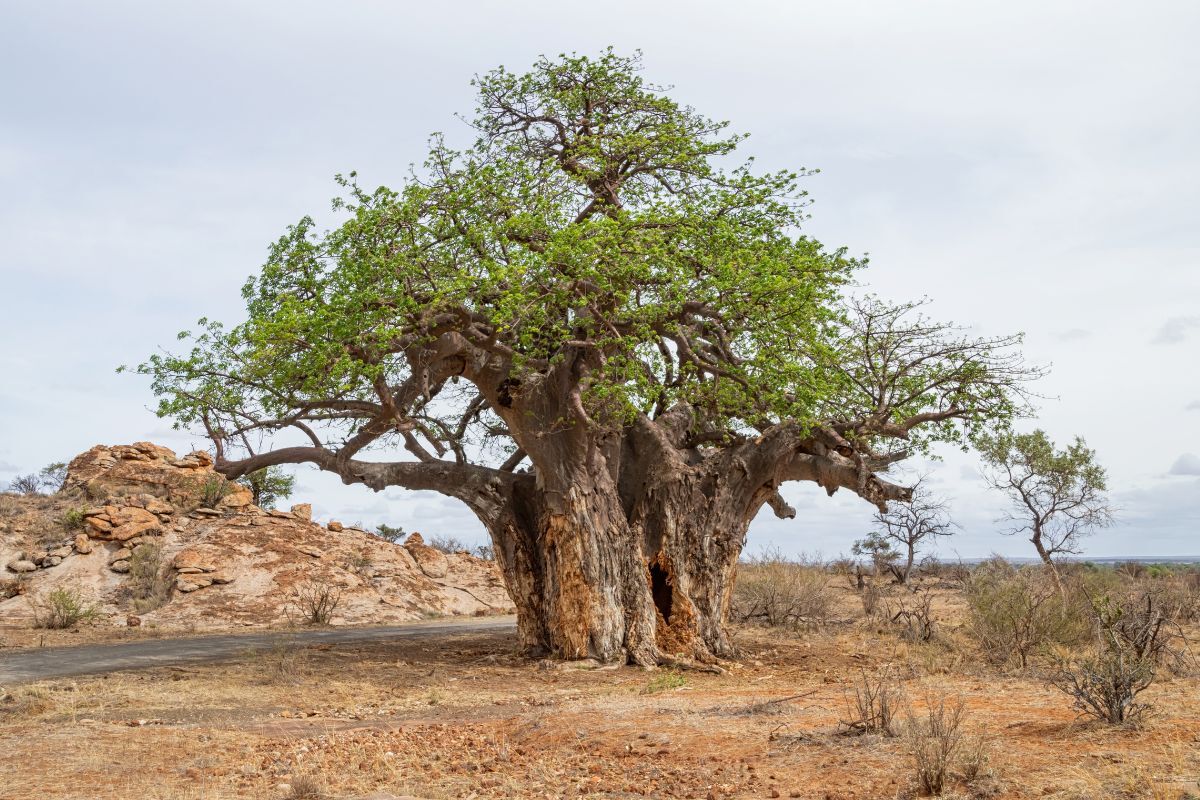 Baobab Tree in Tanzania