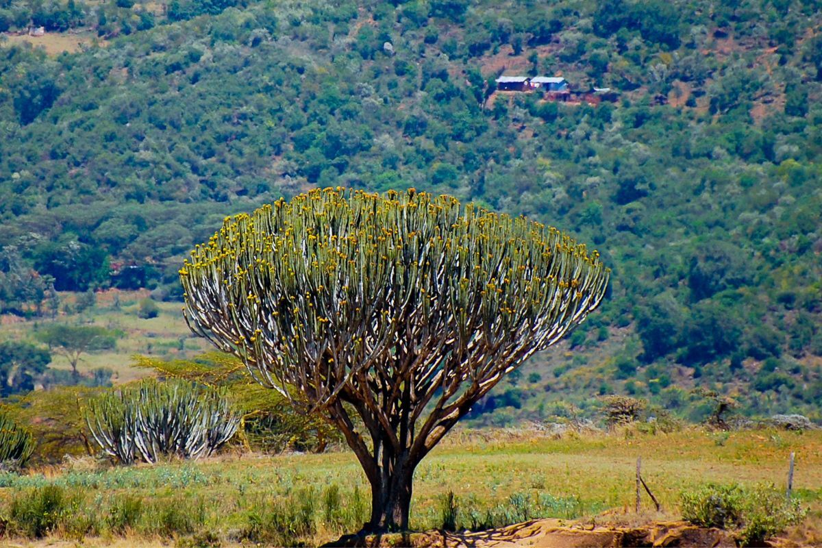Euphoria Candelabra in Tanzania