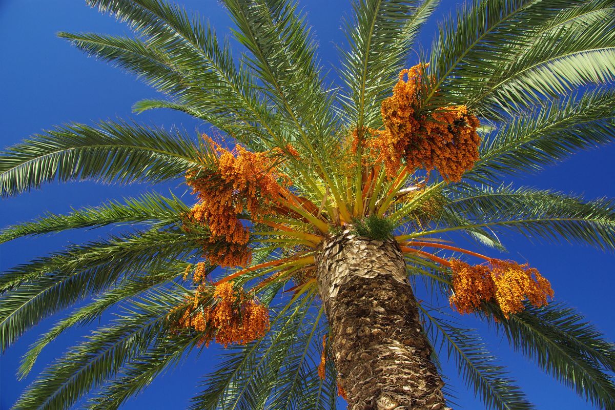 The Wild Date Palm