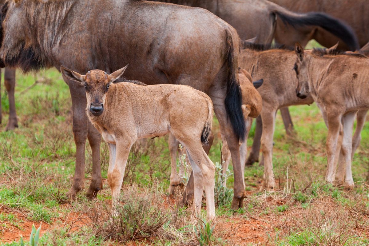 Wildebeest Calving