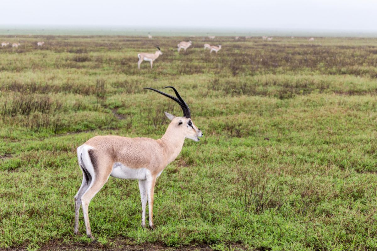 Grant's Gazelle