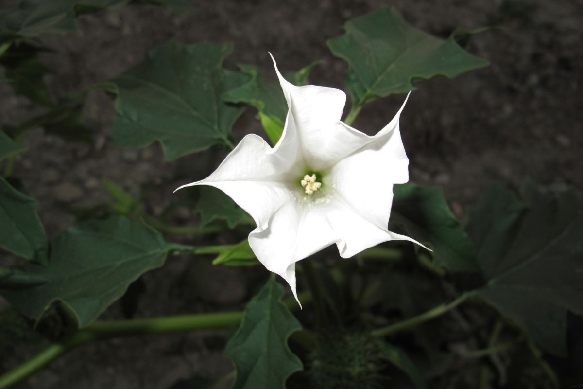 Beautiful Flowers Of Tanzania To Look Out For On Your Trip