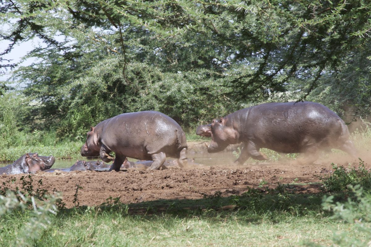 Hippos