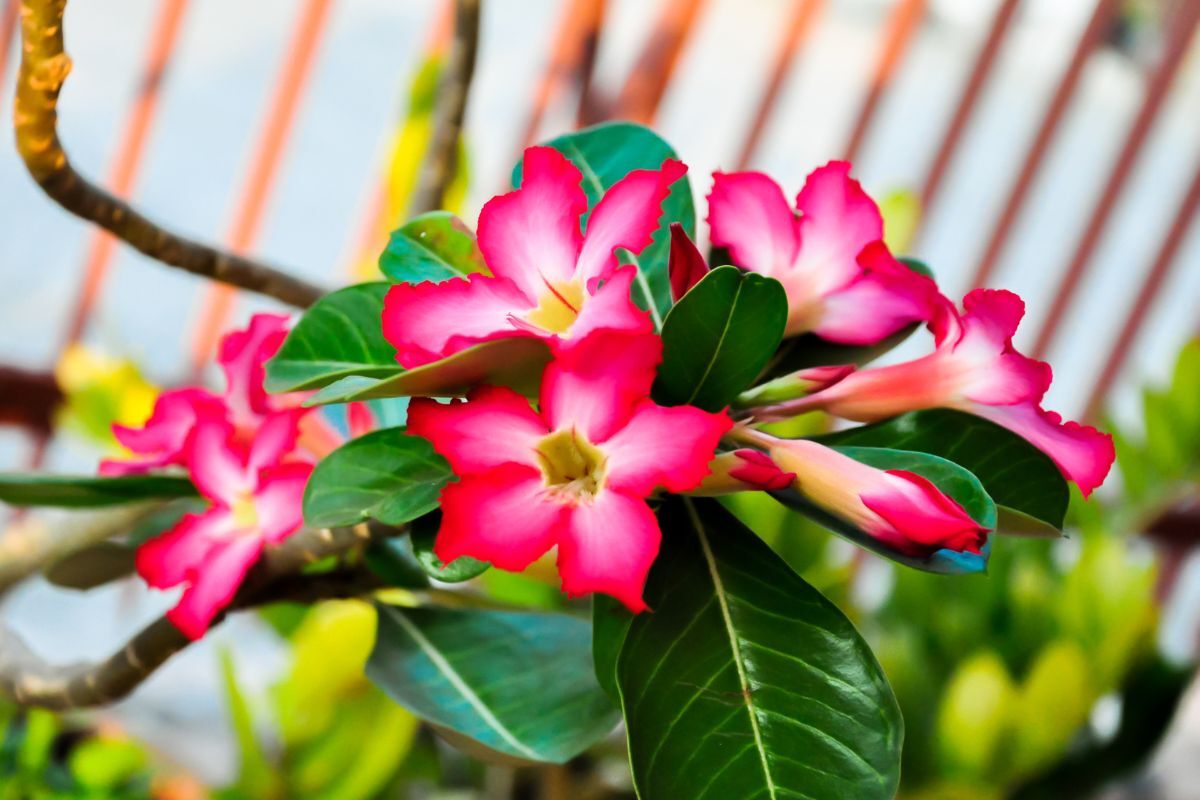 Adenium Obesum