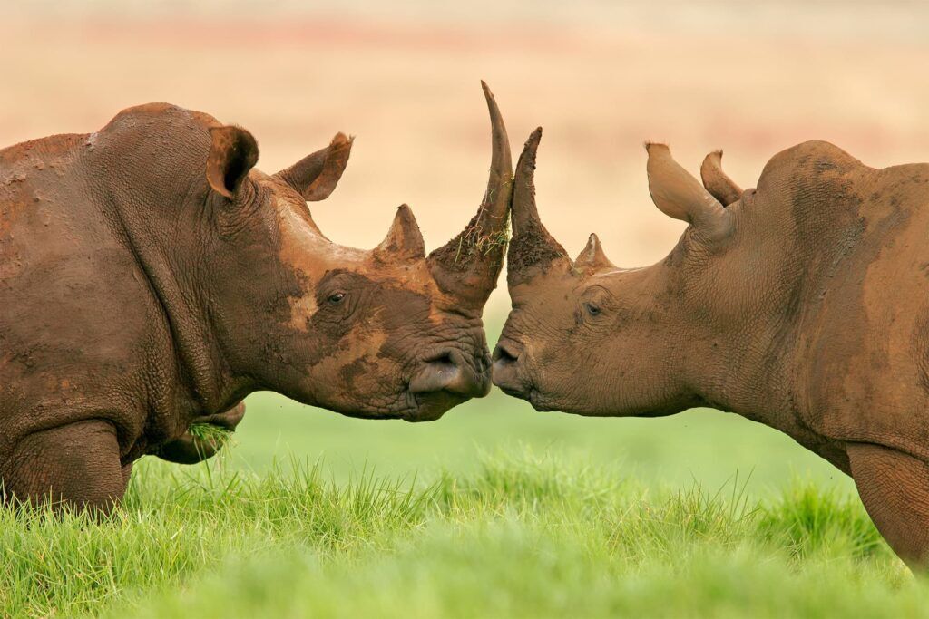 Two black rhinos facing each other