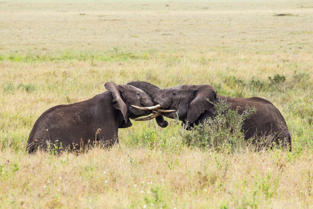 Olifanten knuffelen in Lake Manyara