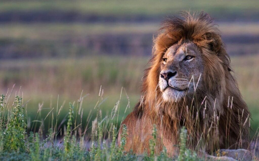 Lion sitting in the sun in the green grass of Tanzania