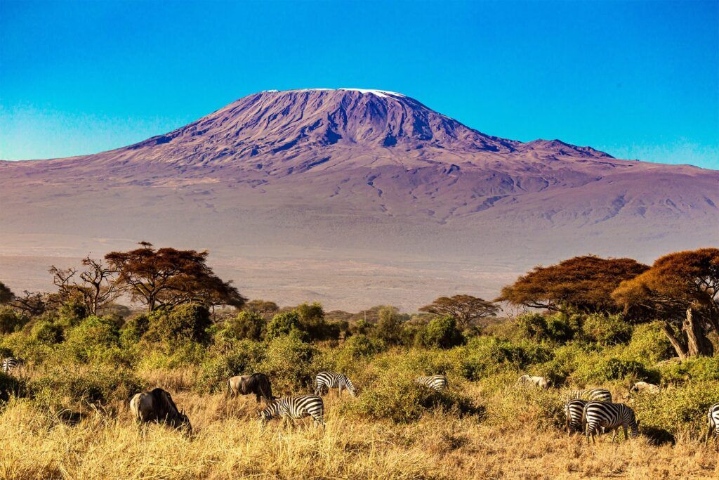 Mount Kilimanjaro with acacia trees and zebras