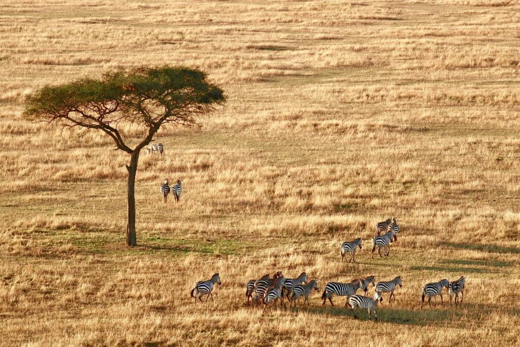 tanzania specialist tanzania travel advice