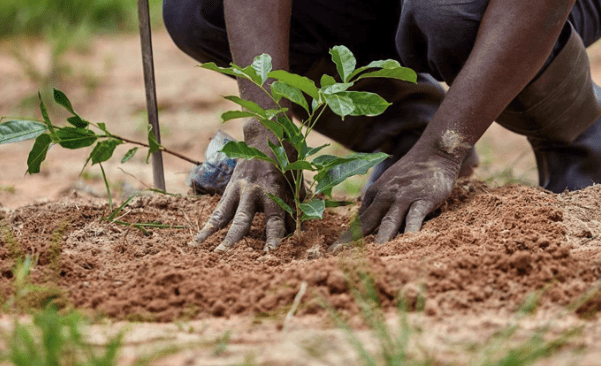 Someone plants a green plant in brown soil