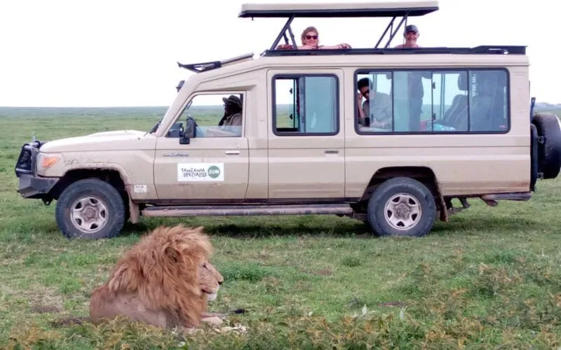 People in a jeep with a lion in front of them in the grass