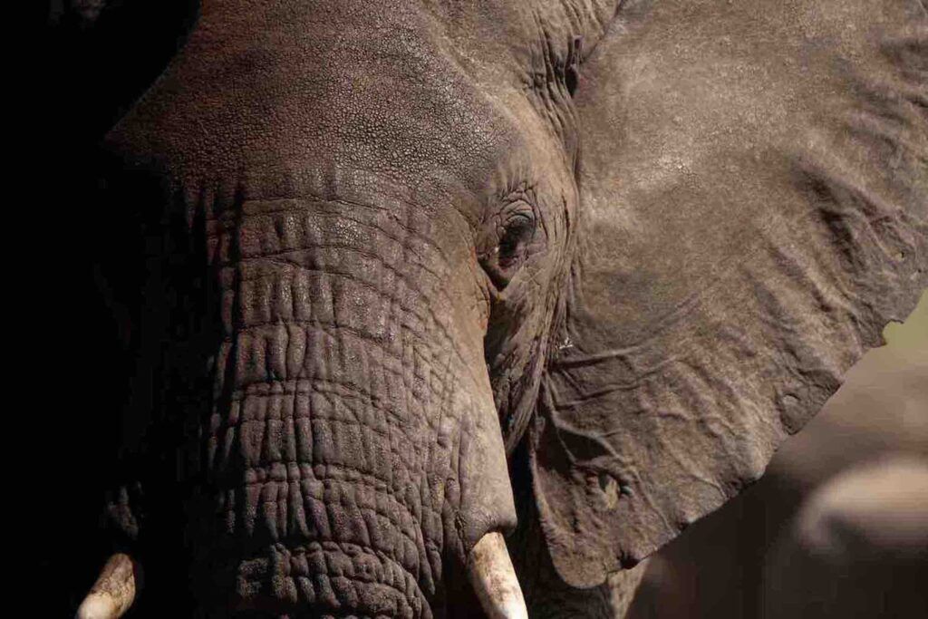 Close-up of an elephant at Tarangire National Park Tanzania