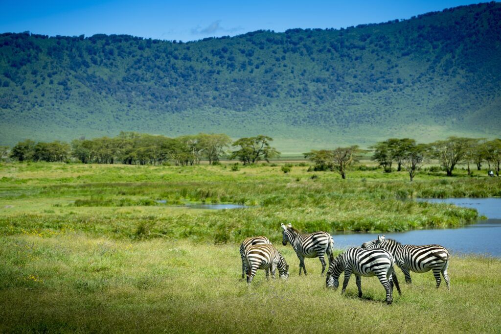 Zebras Ngorongoro crater