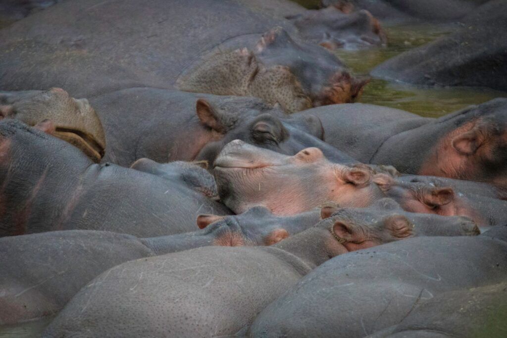 Countless hippos close to each other in a hippo pool