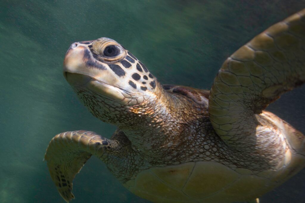 Close-up of Loggerhead Turtle in Zanzibar