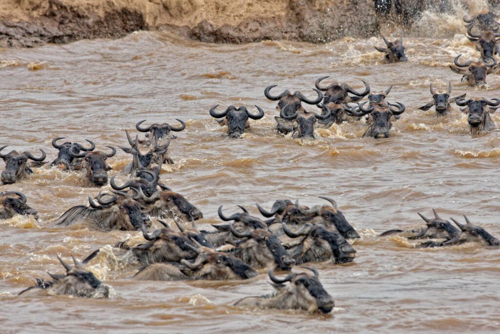 Countless wildebeest crossing the Mara river