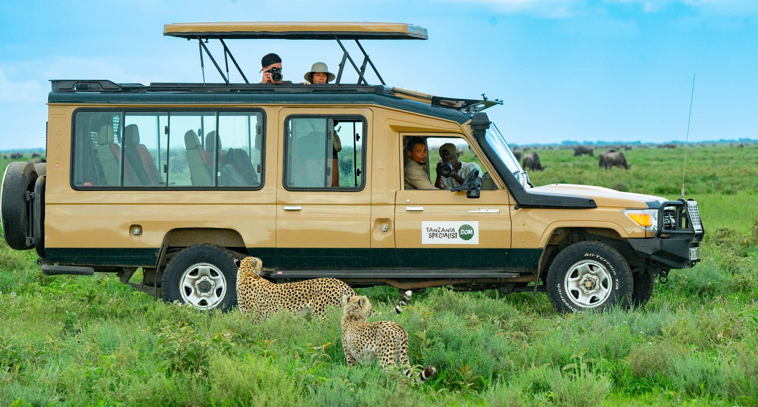 Safari jeep cheetahs private