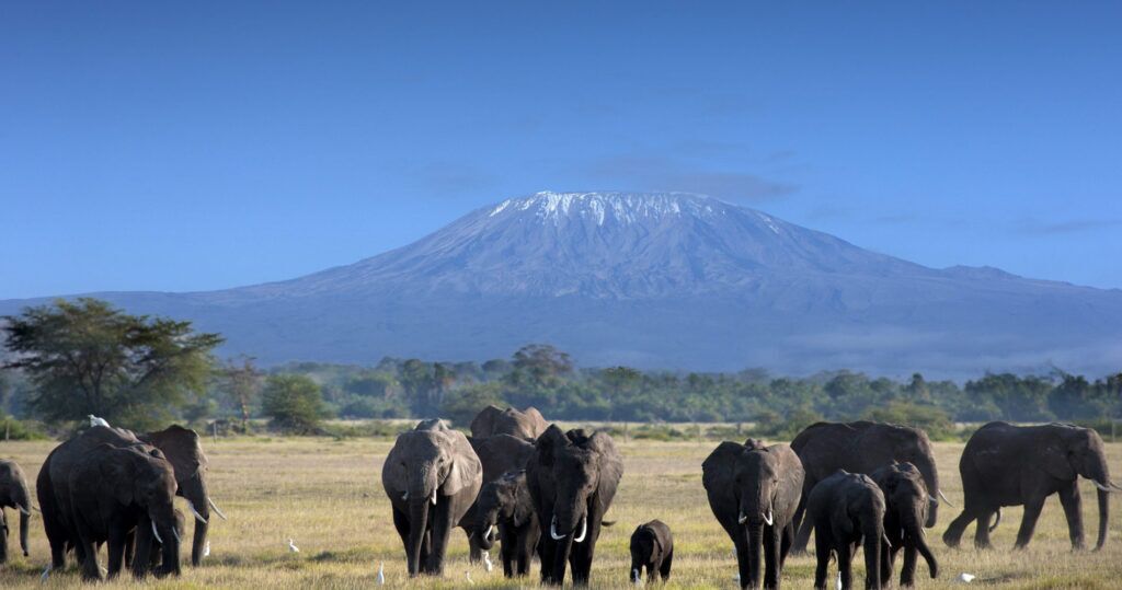 A herd of elephants in Tanzania with Mount Kilimanjaro in the background