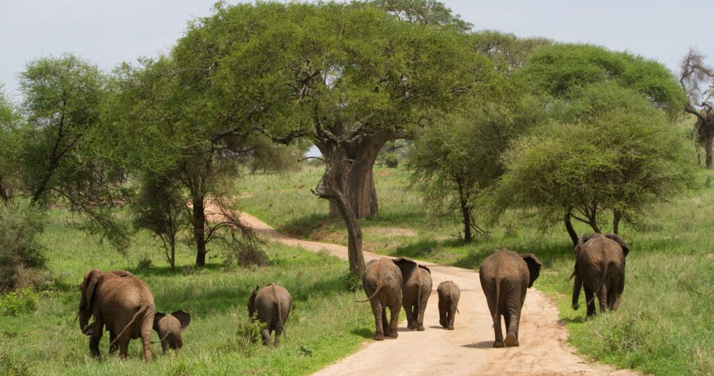 Groep olifanten met baby's in Tarangire national park