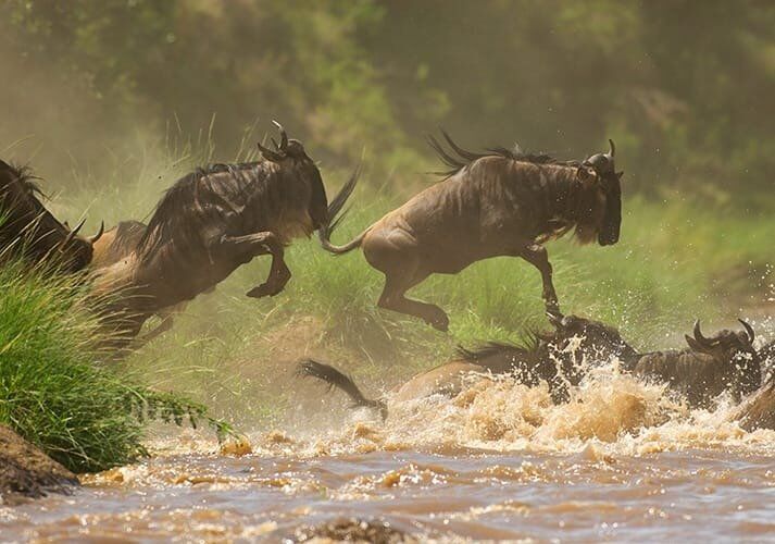 Serengeti National Park (central west/east)