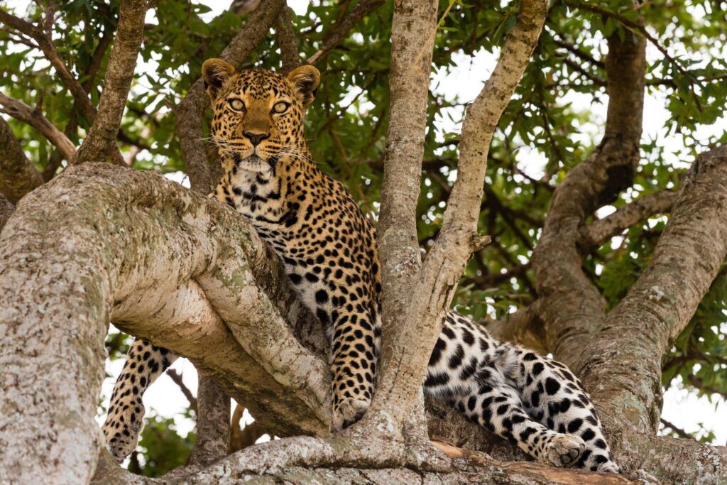 Leopard sitting in a tree in Tanzania