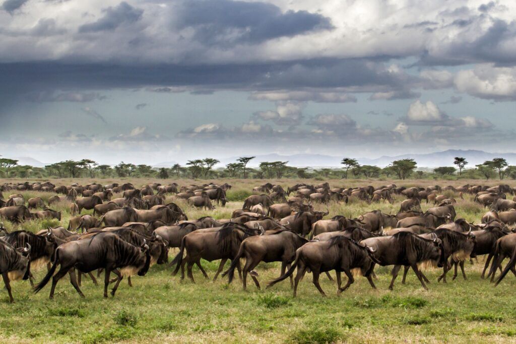 Countless wildebeest running over the Tanzanian plains during the Great Wildebeest Migration