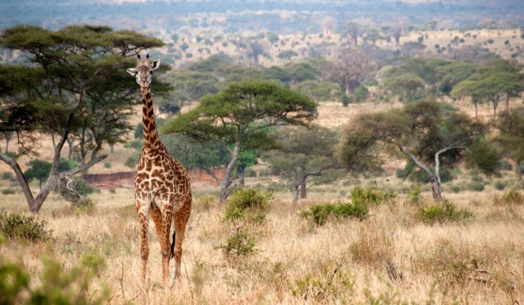 Walking safari in Tarangire National Park