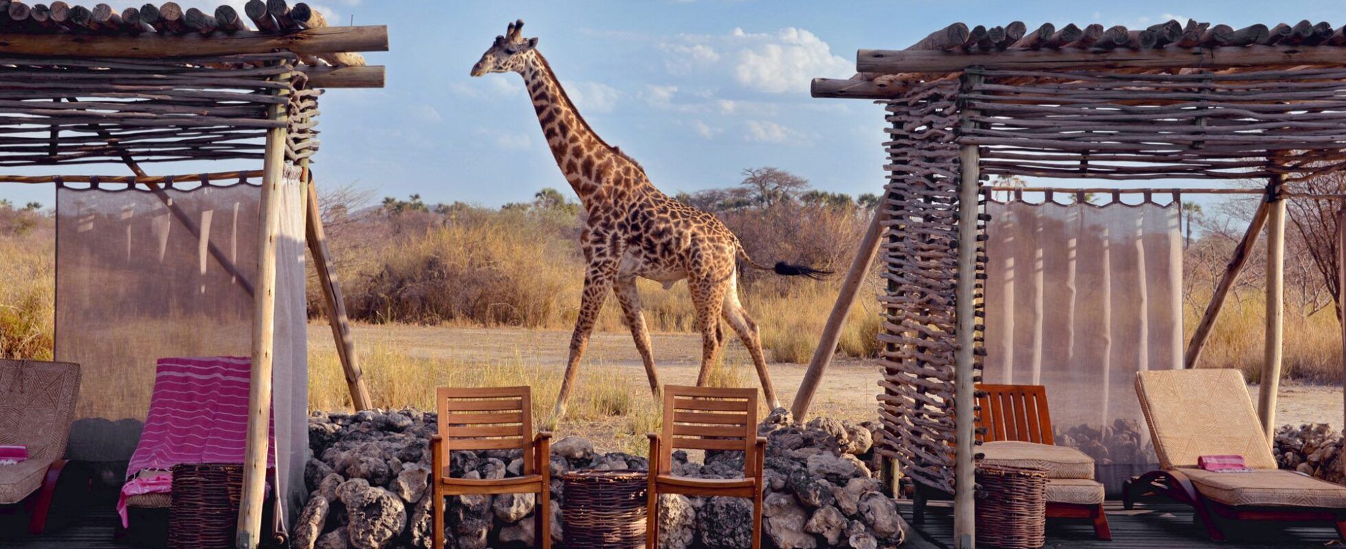 Chem Chem Lodge pool with sunbeds and a giraffe in the background