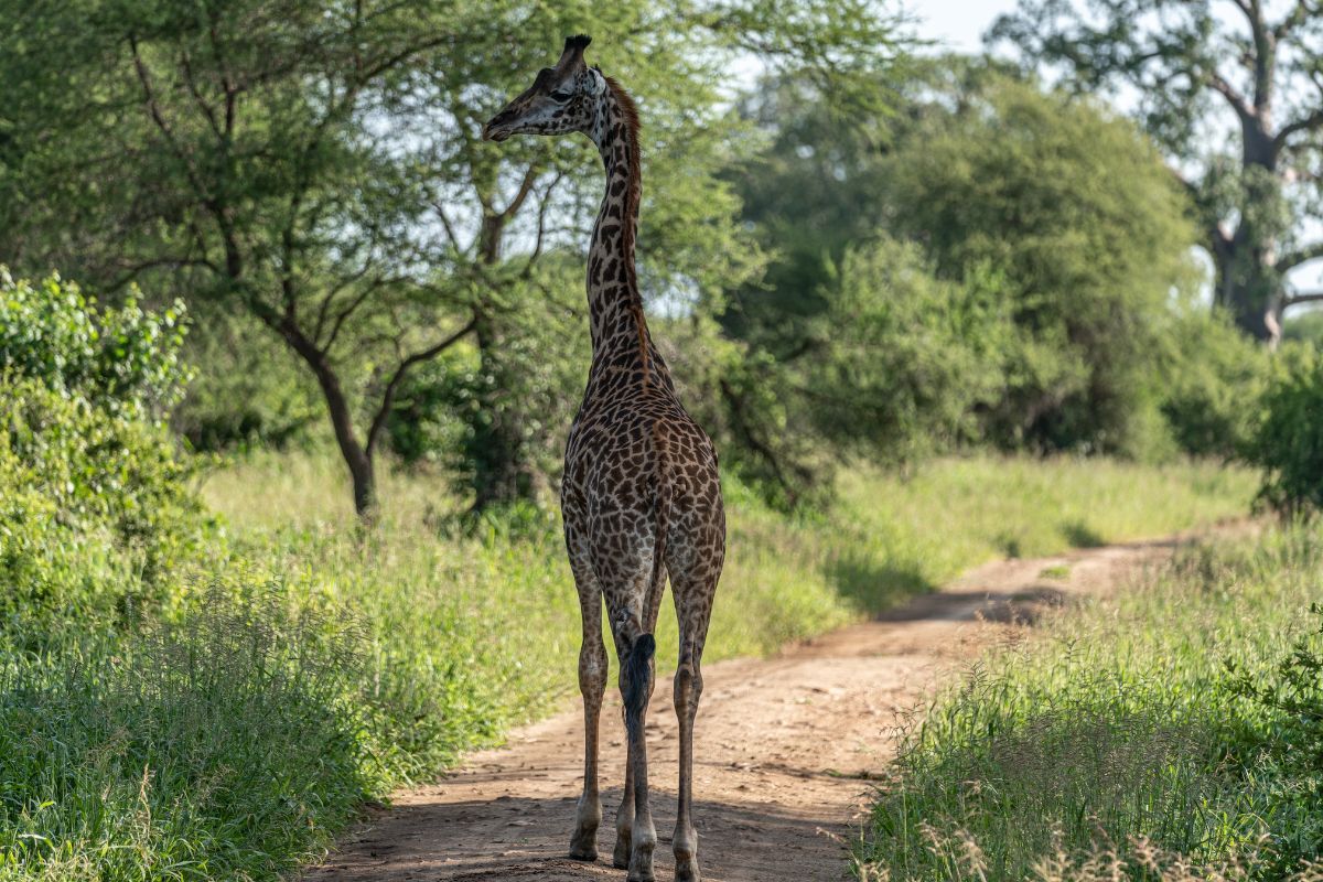 Are Giraffes Friendly