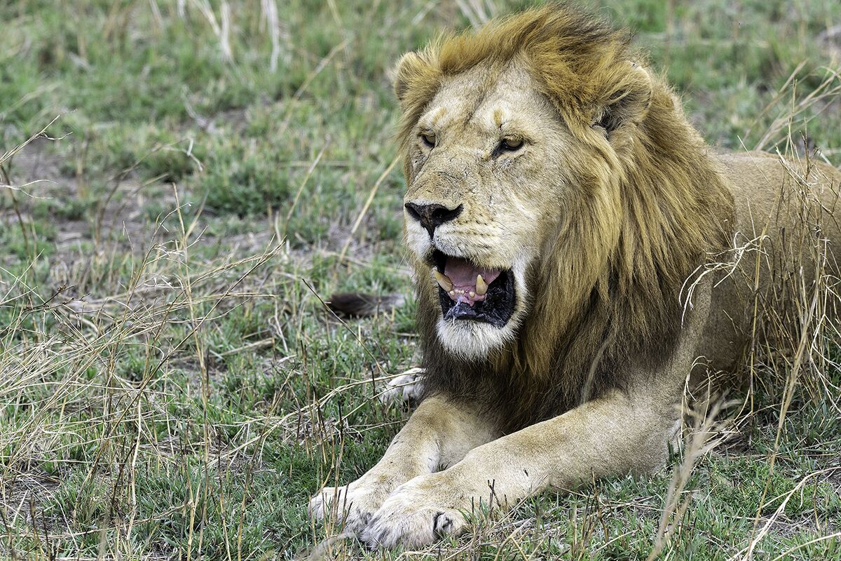 Lions