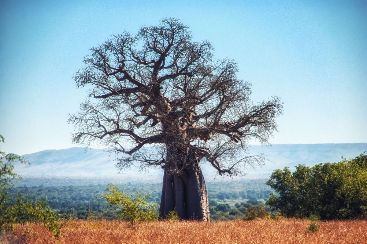 Ruaha National Park
