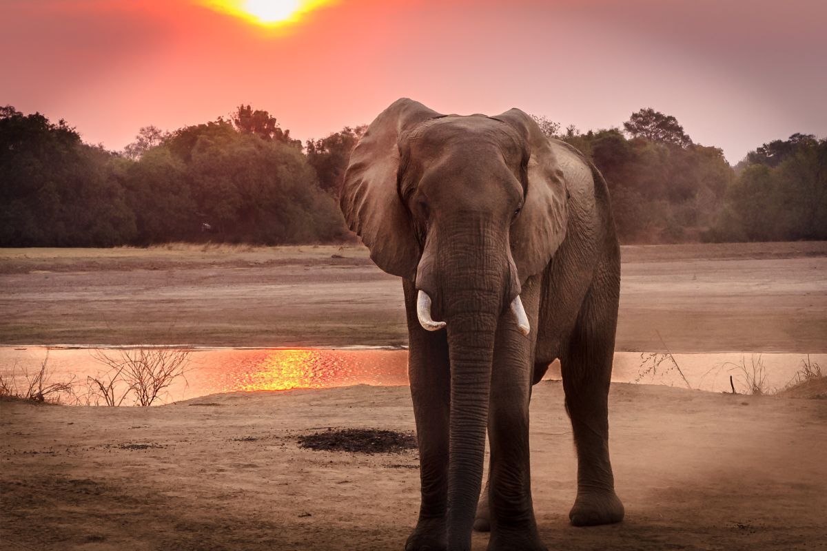 Elephants