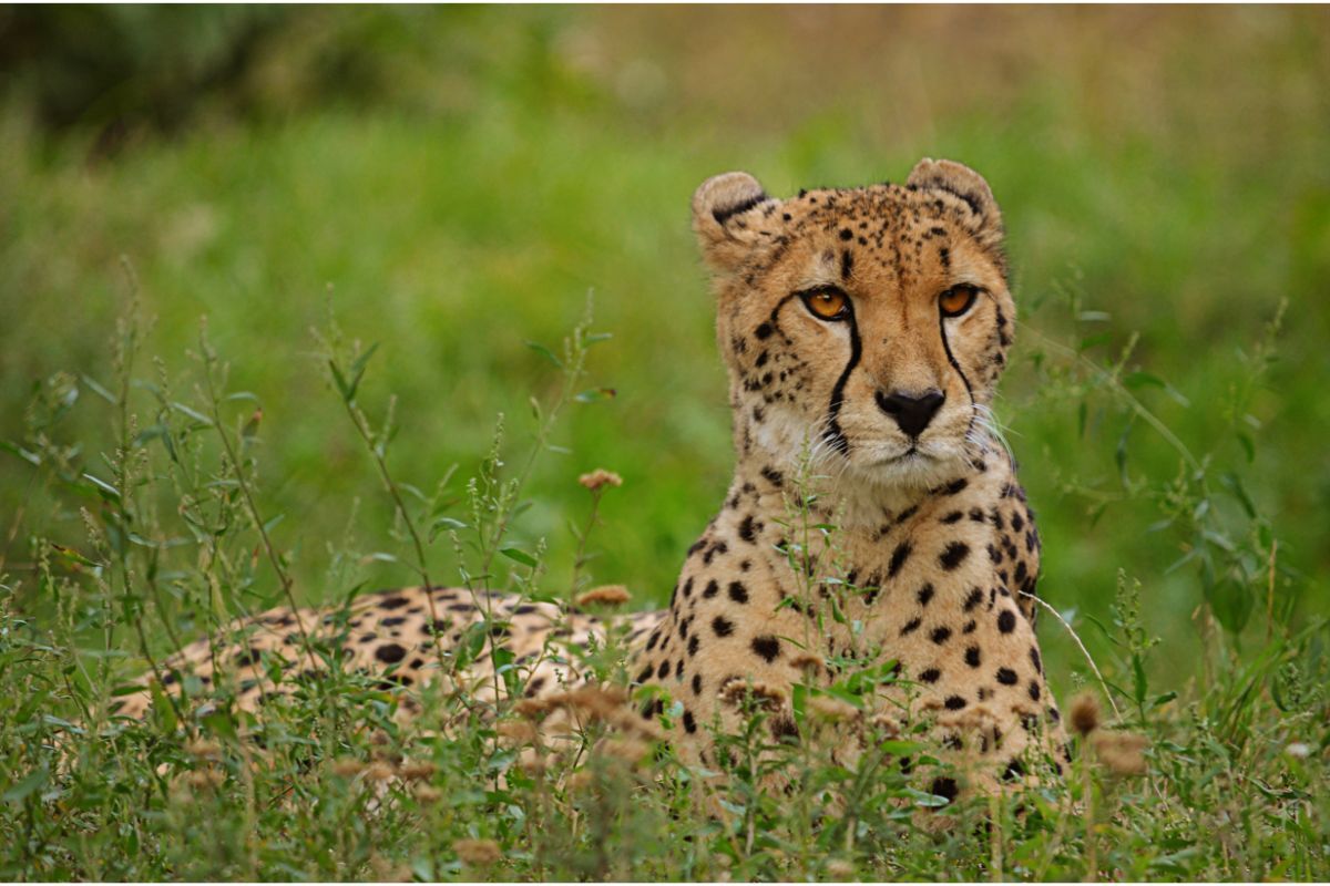 Cheetah