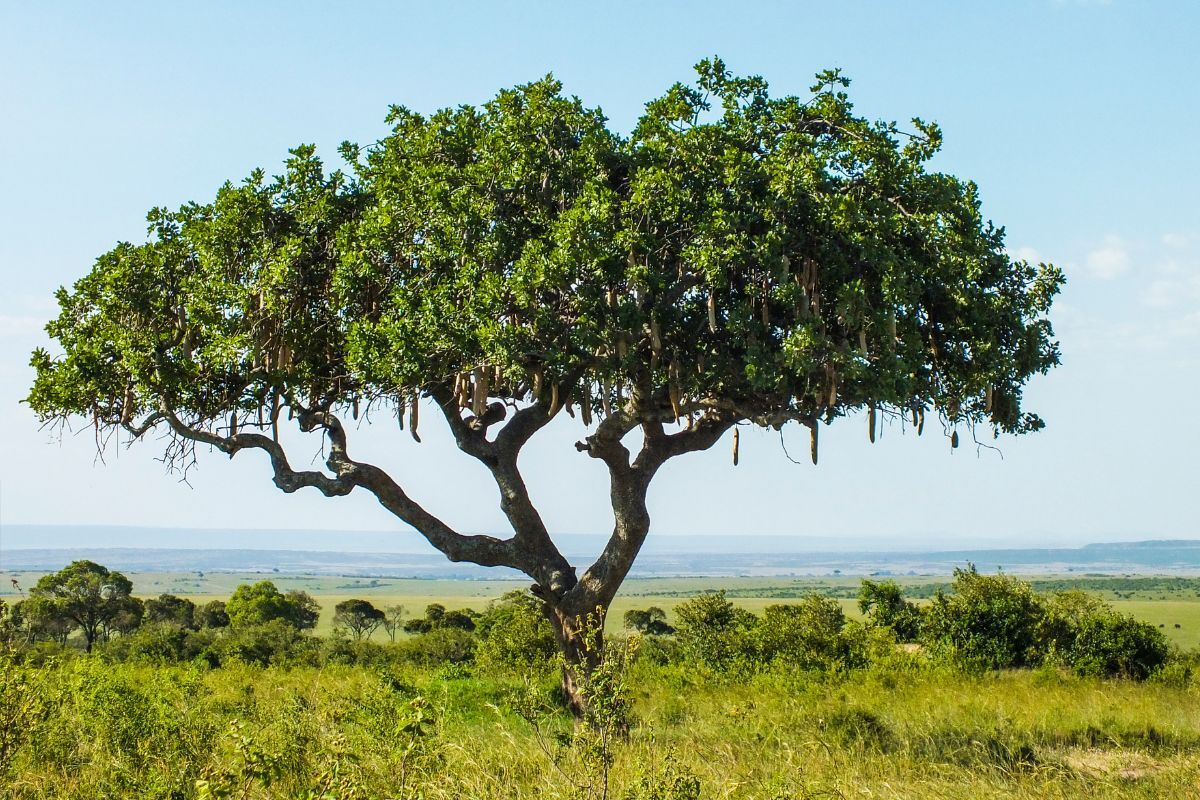 Sausage Tree