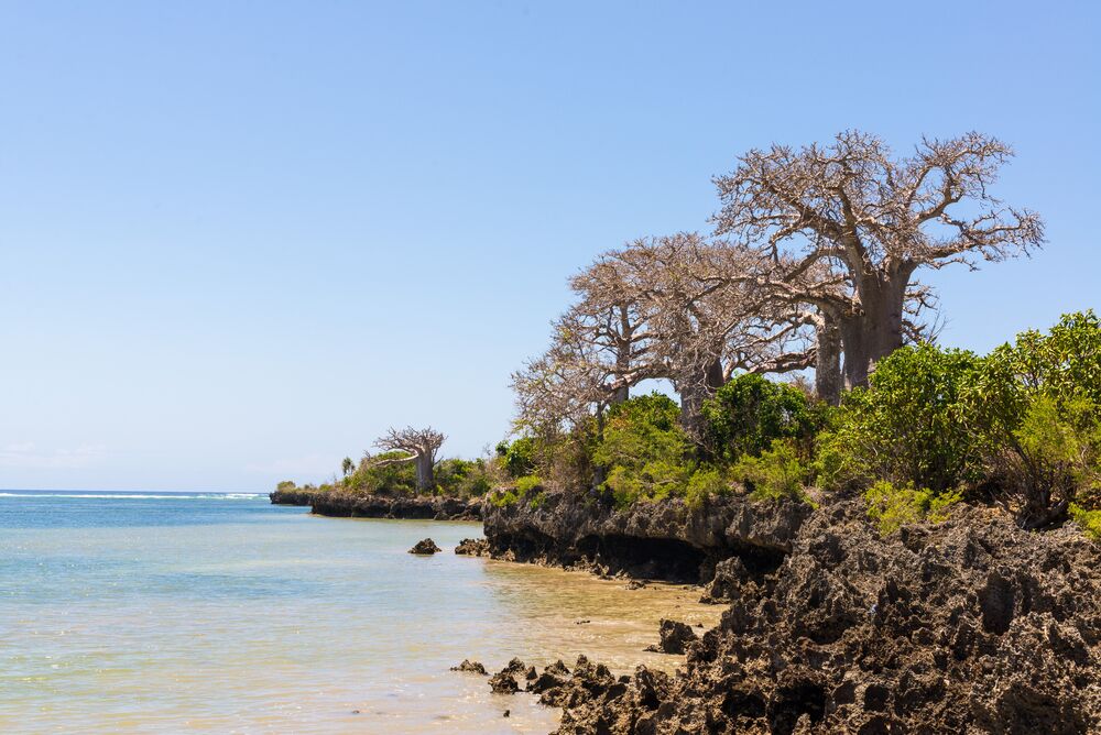 Baobab bomen groeiende op rotsen aan zee op Pemba