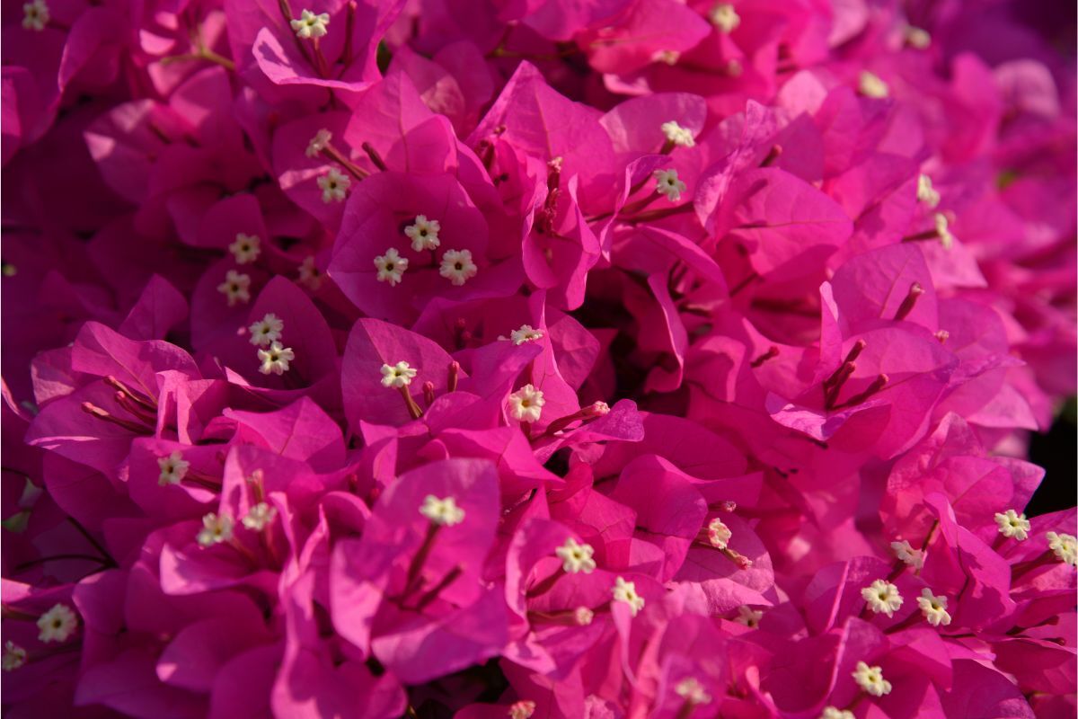 Bougainvillea