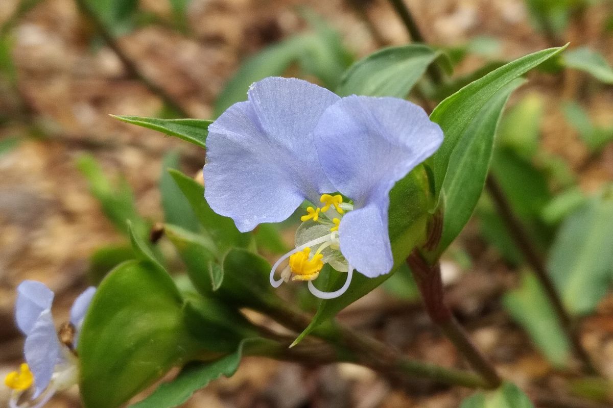 Commelina Mascarenica