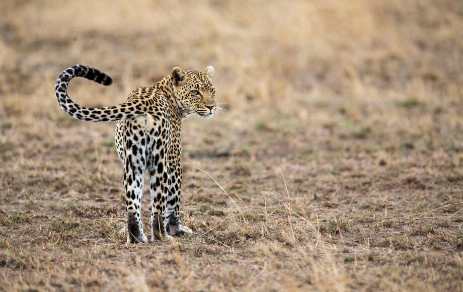 cheetah walking around in Tanzania