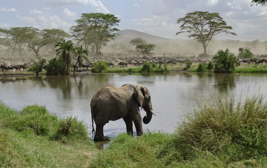 Tanzania elephant by water