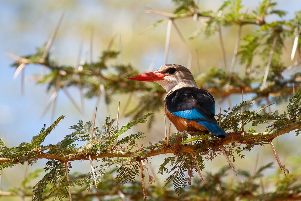 Bird of Tanzania in Arusha National Park, Tanzania