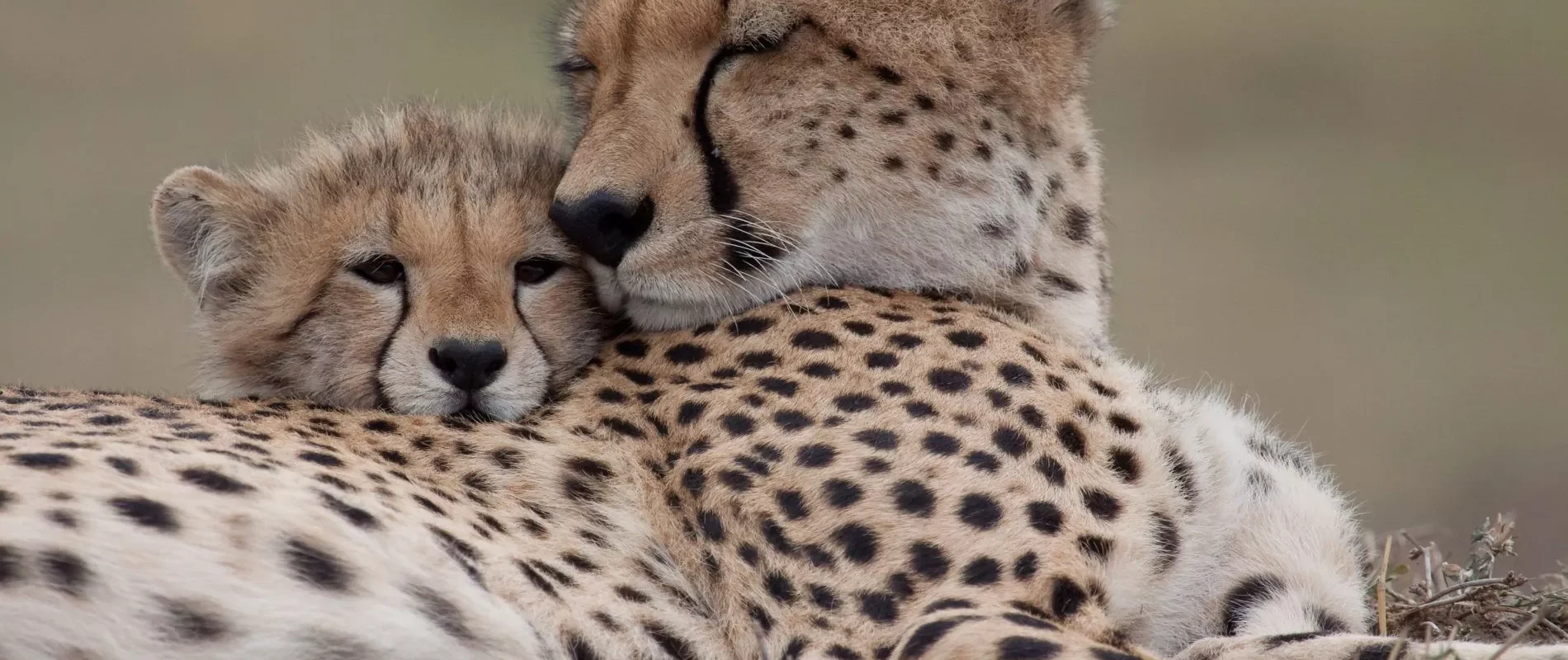 Cheetah cub with mother in serengeti national park