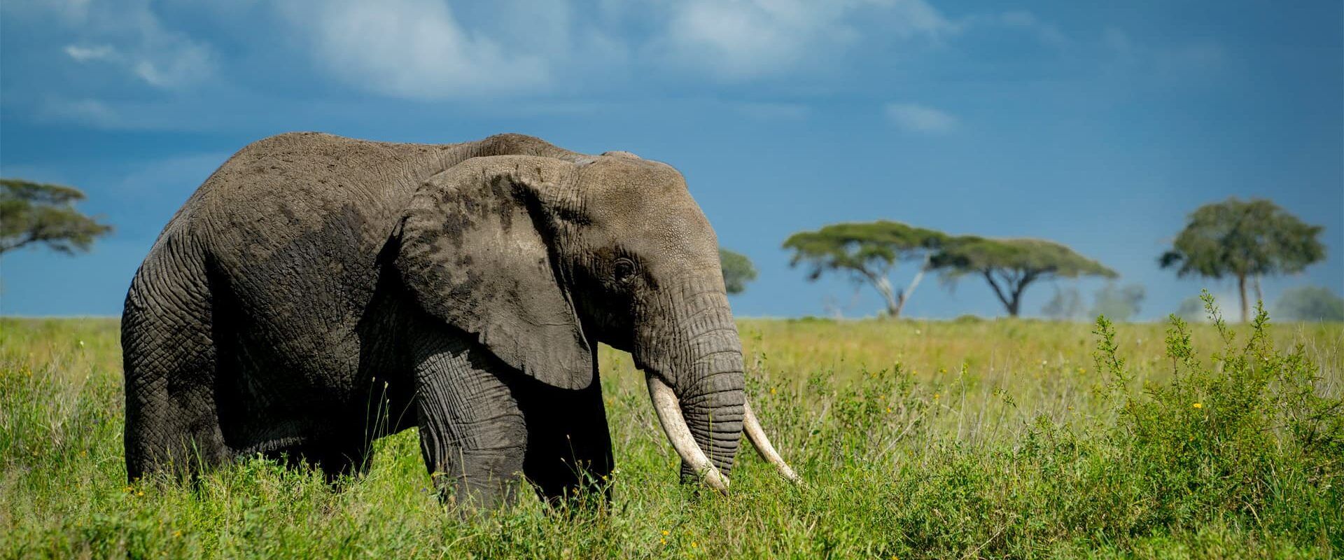 Tanzania Safari Elephant